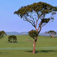 Eucalyptus tree